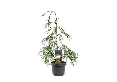 JUNAVERA Chamaecyparis lawsoniana 'Filip's Golden Sprinklers' | 45 cm hoog | 19 cm pot