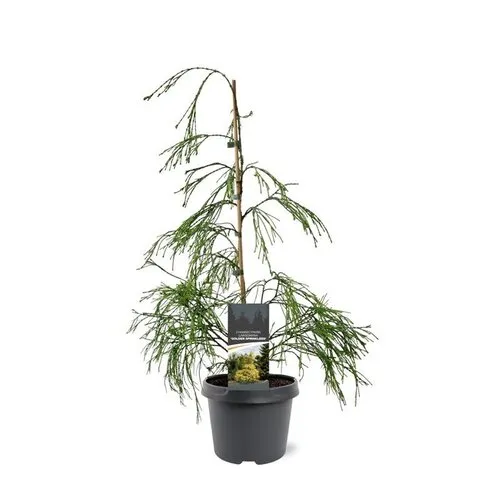 JUNAVERA Chamaecyparis lawsoniana 'Filip's Golden Sprinklers' | 45 cm hoog | 19 cm pot