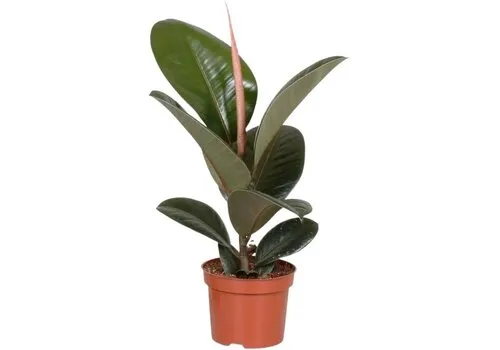 JUNAVERA Ficus elastica 'Robusta' | 12 cm pot | 45 cm hoog