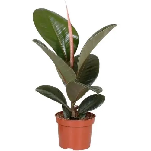 JUNAVERA Ficus elastica 'Robusta' | 12 cm pot | 45 cm hoog