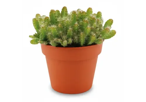 JUNAVERA Hylocereus undatus Drakenfruit | 10 cm pot | 15 cm hoog