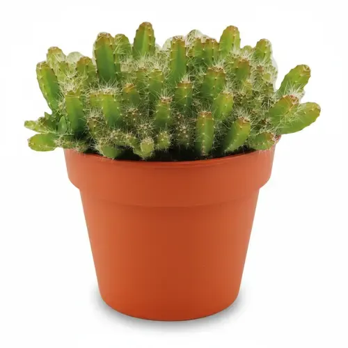 JUNAVERA Hylocereus undatus Drakenfruit | 10 cm pot | 15 cm hoog