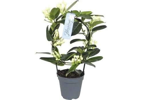 JUNAVERA Stephanotis floribunda rond opgebonden | pot 12 cm | 45 cm hoog