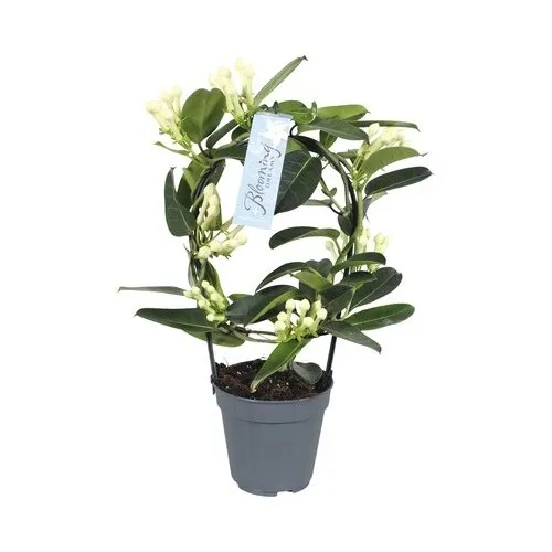 JUNAVERA Stephanotis floribunda rond opgebonden | pot 12 cm | 45 cm hoog