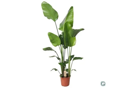 JUNAVERA Strelitzia nicolai | 21 cm pot | 130 cm hoog