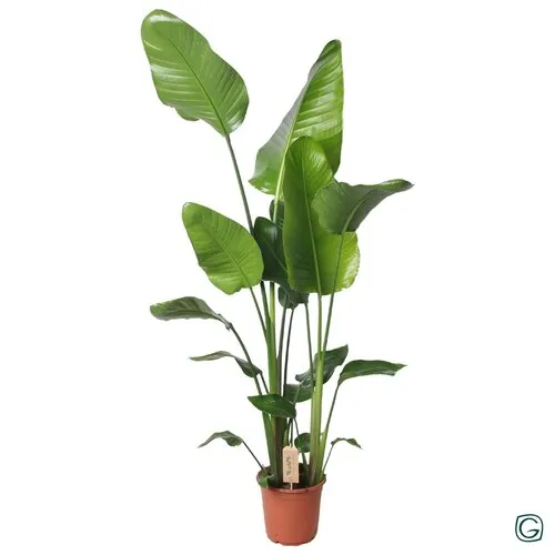JUNAVERA Strelitzia nicolai | 21 cm pot | 130 cm hoog