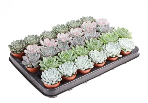 JUNAVERA Echeveria gemengd | 5,5 cm pot | 8 cm hoog | per stuk