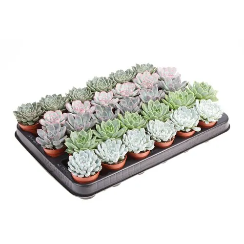 JUNAVERA Echeveria gemengd | 5,5 cm pot | 8 cm hoog | per stuk