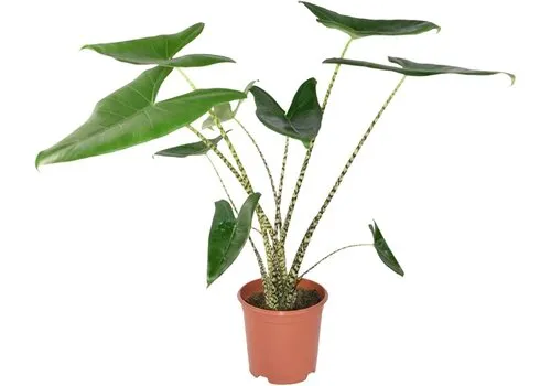 JUNAVERA Alocasia Zebrina | 17 cm pot | 85 cm hoog