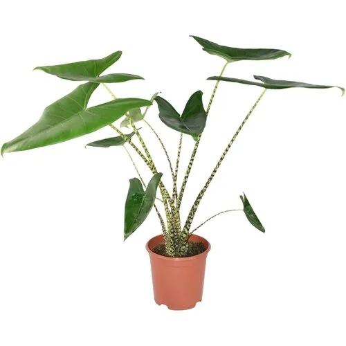 JUNAVERA Alocasia Zebrina | 17 cm pot | 85 cm hoog