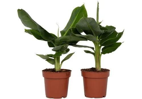 JUNAVERA Musa Dwarf Cavendish | 12 cm pot | 55 cm hoog