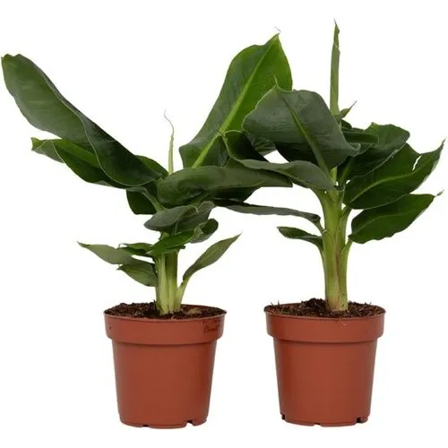 JUNAVERA Musa Dwarf Cavendish | 12 cm pot | 55 cm hoog