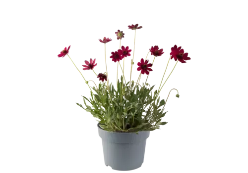 JUNAVERA Cosmos atrosanguineus | Chocolade cosmea | 45 cm hoog | 17 cm pot