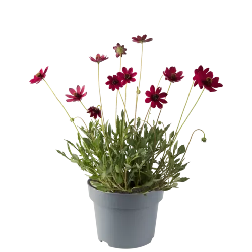 JUNAVERA Cosmos atrosanguineus | Chocolade cosmea | 45 cm hoog | 17 cm pot