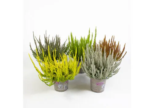 JUNAVERA Calluna vulgaris ‘Garden Girls Sunset Girls’ mix | 11 cm pot | 24 cm hoog | per stuk