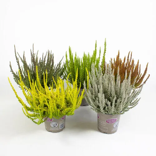 JUNAVERA Calluna vulgaris ‘Garden Girls Sunset Girls’ mix | 11 cm pot | 24 cm hoog | per stuk
