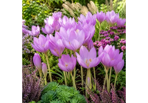 JUNAVERA Colchicum 'Giant' | Herfsttijloos bloembol | verkoop per stuk