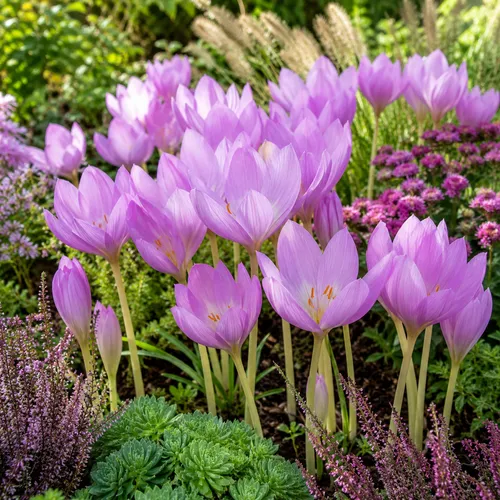 JUNAVERA Colchicum 'Giant' | Herfsttijloos bloembol | verkoop per stuk