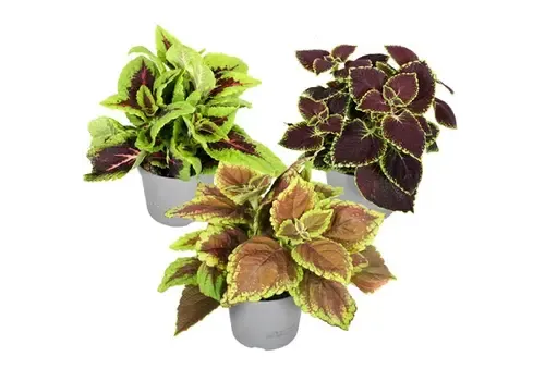 JUNAVERA Plectranthus Coleus mix | Diverse kleuren | Per stuk | 10 cm hoog | 6 cm pot