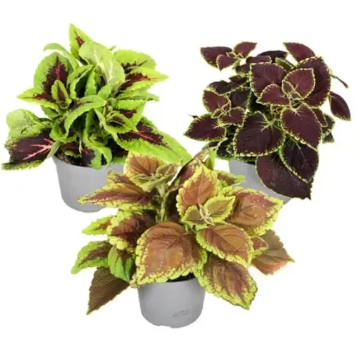 JUNAVERA Plectranthus Coleus mix | Diverse kleuren | Per stuk | 10 cm hoog | 6 cm pot