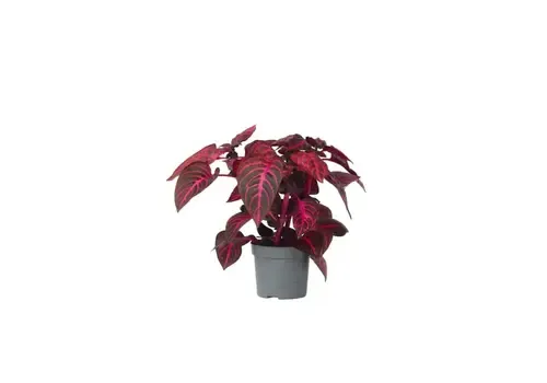JUNAVERA Iresine herbstii 'Rich Redstar' | potmaat 13 cm | hoogte 26 cm