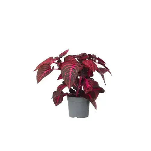 JUNAVERA Iresine herbstii 'Rich Redstar' | potmaat 13 cm | hoogte 26 cm
