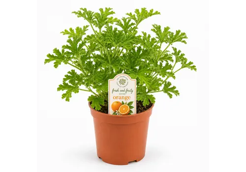 JUNAVERA Pelargonium geurend sinaasappel | 20 cm hoog | 13 cm pot