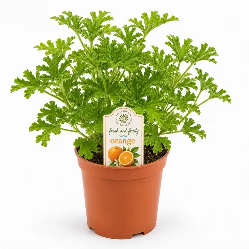 JUNAVERA Pelargonium geurend sinaasappel | 20 cm hoog | 13 cm pot