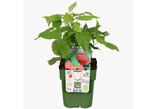 JUNAVERA Rubus idaeus Primeberry Autumn Happy | Framboos | 32 cm hoog | 11 cm pot