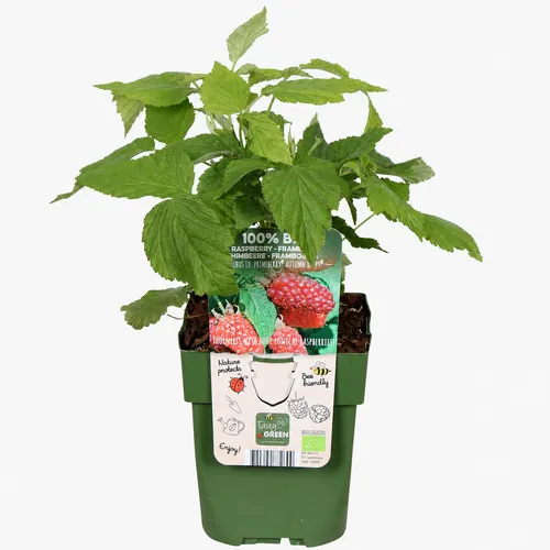 JUNAVERA Rubus idaeus Primeberry Autumn Happy | Framboos | 32 cm hoog | 11 cm pot