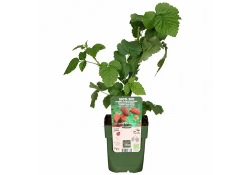 JUNAVERA Rubus loganobaccus Thornless tayberry | 32 cm hoog | 11 cm pot