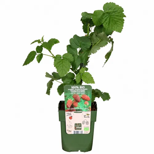JUNAVERA Rubus loganobaccus Thornless tayberry | 32 cm hoog | 11 cm pot