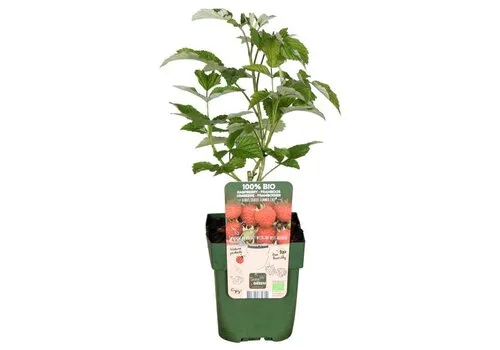 JUNAVERA Rubus idaeus Summer Chef | Framboos | 32 cm hoog | 11 cm pot