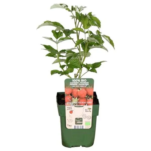 JUNAVERA Rubus idaeus Summer Chef | Framboos | 32 cm hoog | 11 cm pot