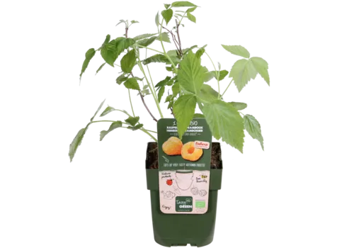 JUNAVERA Rubus Autumn Amber | Gele herfstframboos | 32 cm hoog | 11 cm pot