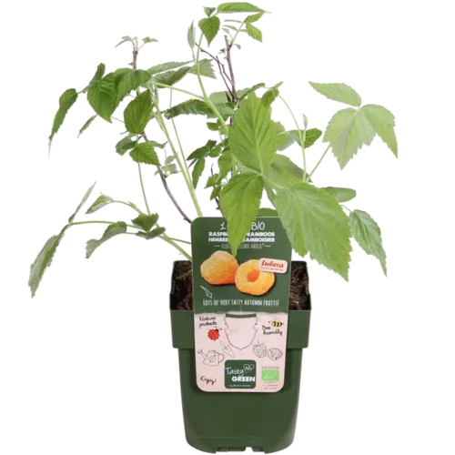 JUNAVERA Rubus Autumn Amber | Gele herfstframboos | 32 cm hoog | 11 cm pot