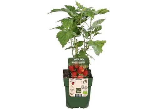 JUNAVERA Rubus Idaeus Heritage | Herfstframboos | 32 cm hoog | 11 cm pot