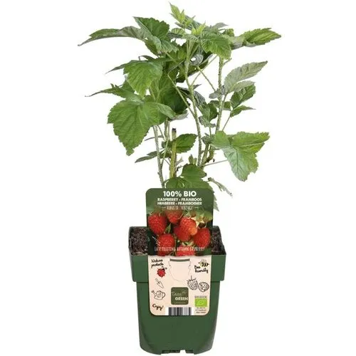 JUNAVERA Rubus Idaeus Heritage | Herfstframboos | 32 cm hoog | 11 cm pot