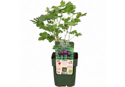JUNAVERA Ribes uva crispa 'Darling' | Kruisbes | 40 cm hoog | 13 cm pot