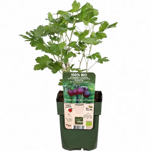 JUNAVERA Ribes uva crispa 'Darling' | Kruisbes | 40 cm hoog | 13 cm pot