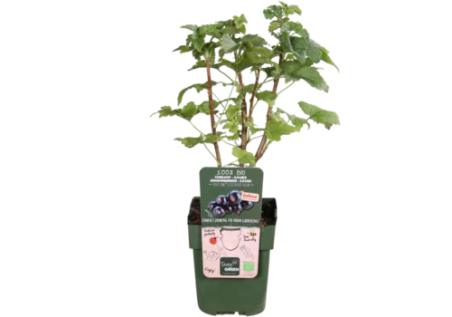 JUNAVERA Ribes Lowberry Little Black Sugar | Zwarte bes | 40 cm hoog | 13 cm pot