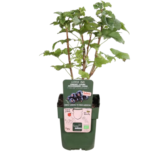 JUNAVERA Ribes Lowberry Little Black Sugar | Zwarte bes | 40 cm hoog | 13 cm pot