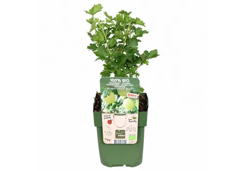 JUNAVERA Ribes uva-crispa Easycrisp Mr. Green | groene kruisbes | 40 cm hoog | 13 cm pot