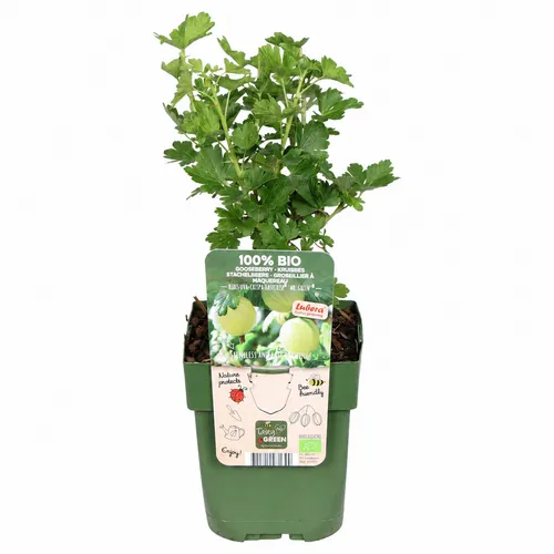 JUNAVERA Ribes uva-crispa Easycrisp Mr. Green | groene kruisbes | 40 cm hoog | 13 cm pot