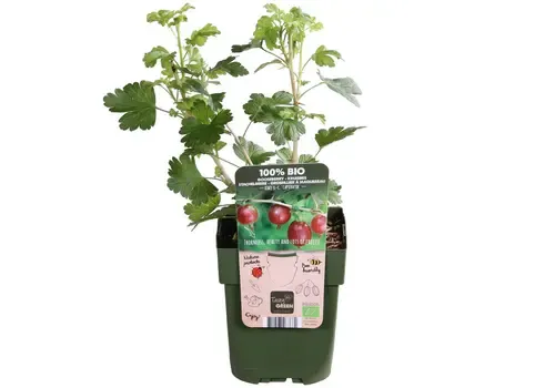 JUNAVERA Ribes uva-crispa Captivator | Rode kruisbes | 40 cm hoog | 13 cm pot