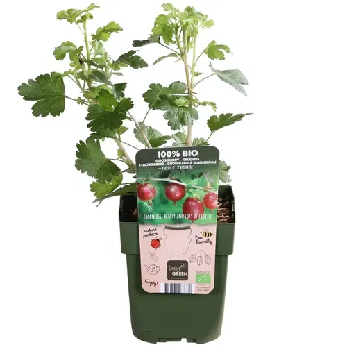 JUNAVERA Ribes uva-crispa Captivator | Rode kruisbes | 40 cm hoog | 13 cm pot