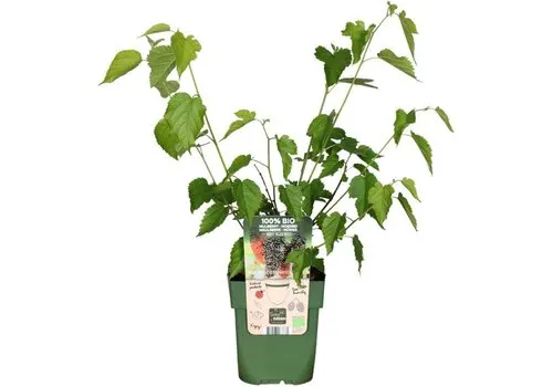 JUNAVERA BIO Morus Nigra Mulle | Zwarte moerbei | 40 cm hoog | 13 cm pot