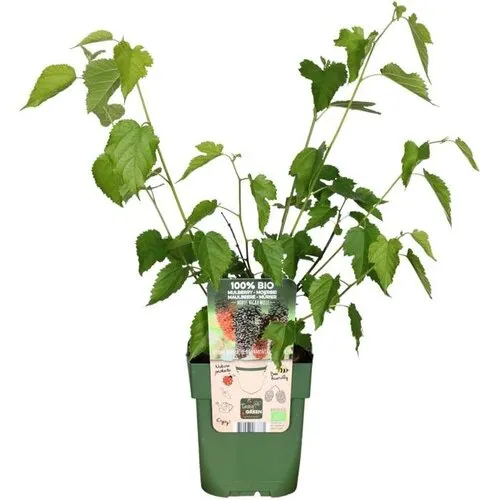 JUNAVERA BIO Morus Nigra Mulle | Zwarte moerbei | 40 cm hoog | 13 cm pot