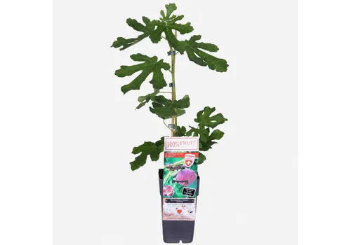 JUNAVERA Ficus gustissimo Perretta Twotimer | Vijgenboom | 70 cm hoog | 15 cm pot