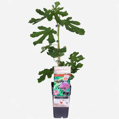 JUNAVERA Ficus gustissimo Perretta Twotimer | Vijgenboom | 70 cm hoog | 15 cm pot